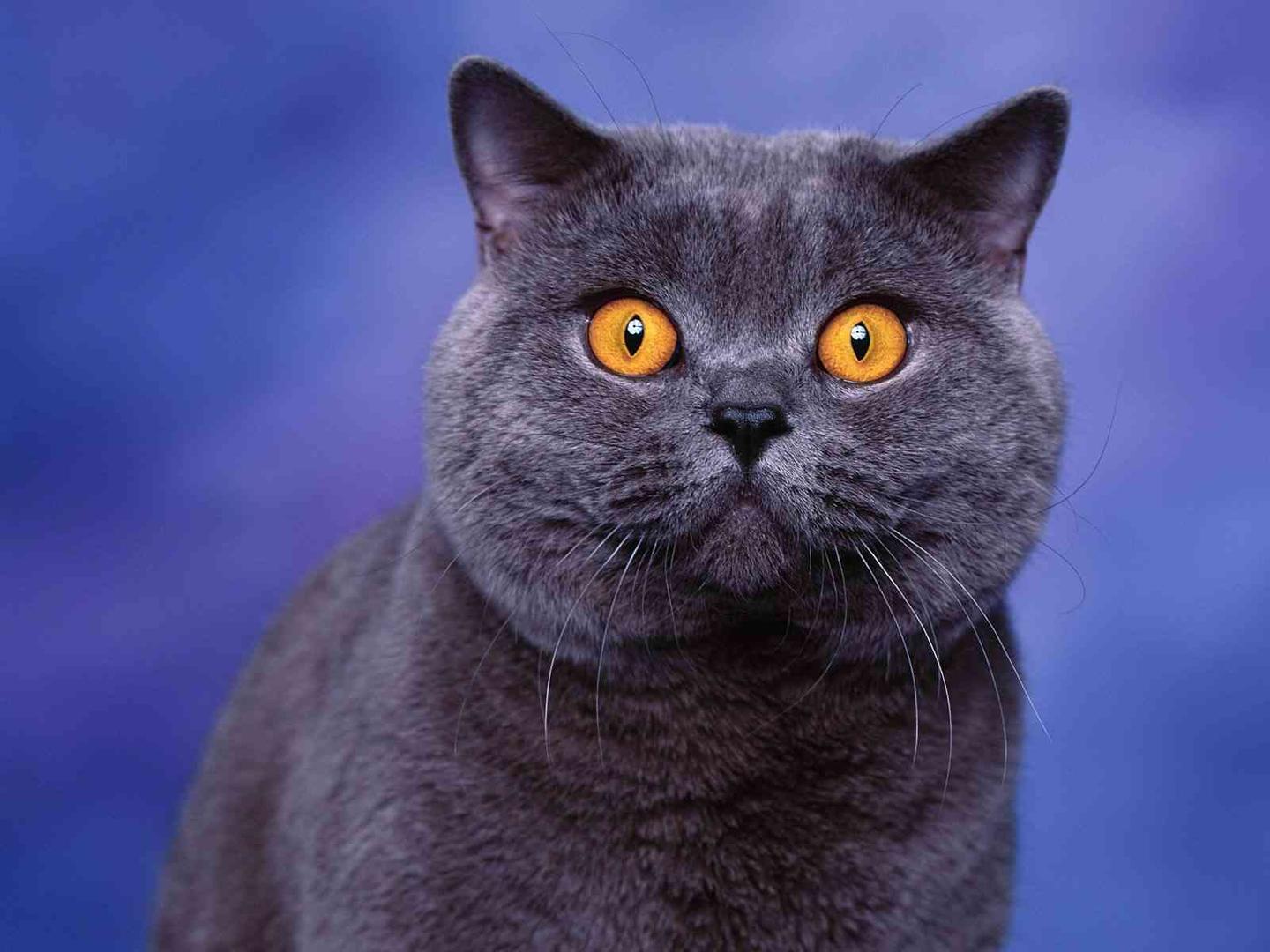 British Shorthair.