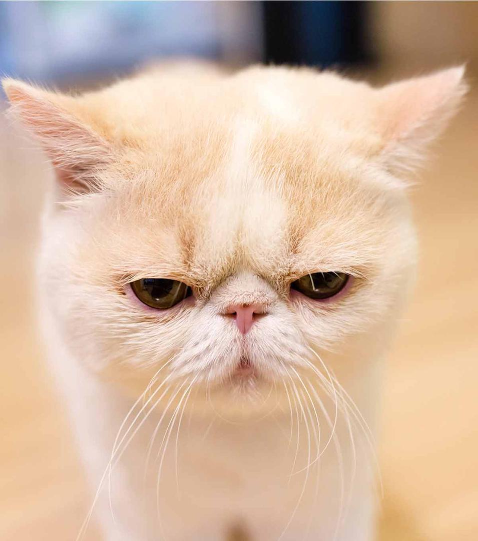 Exotic Shorthair.