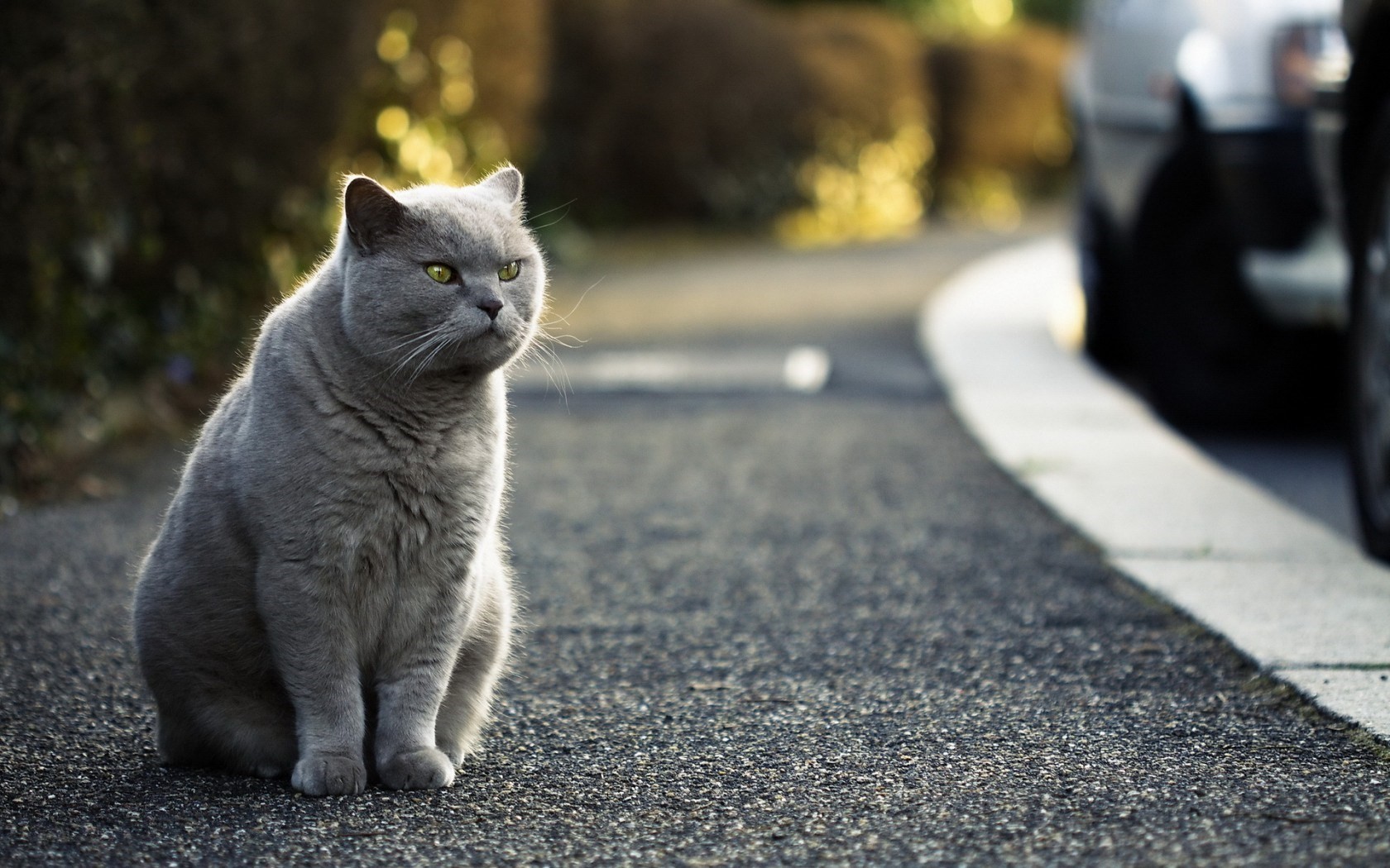 British Shorthair.