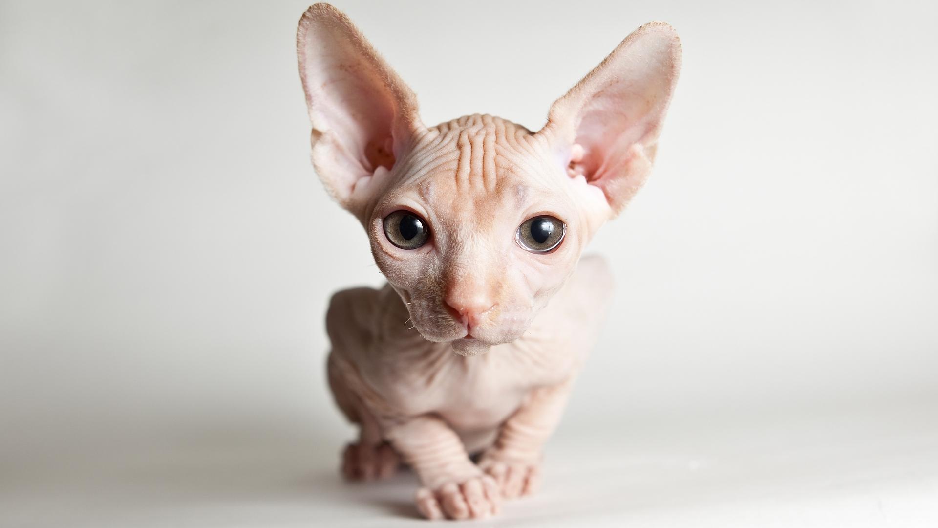 Sphynx.