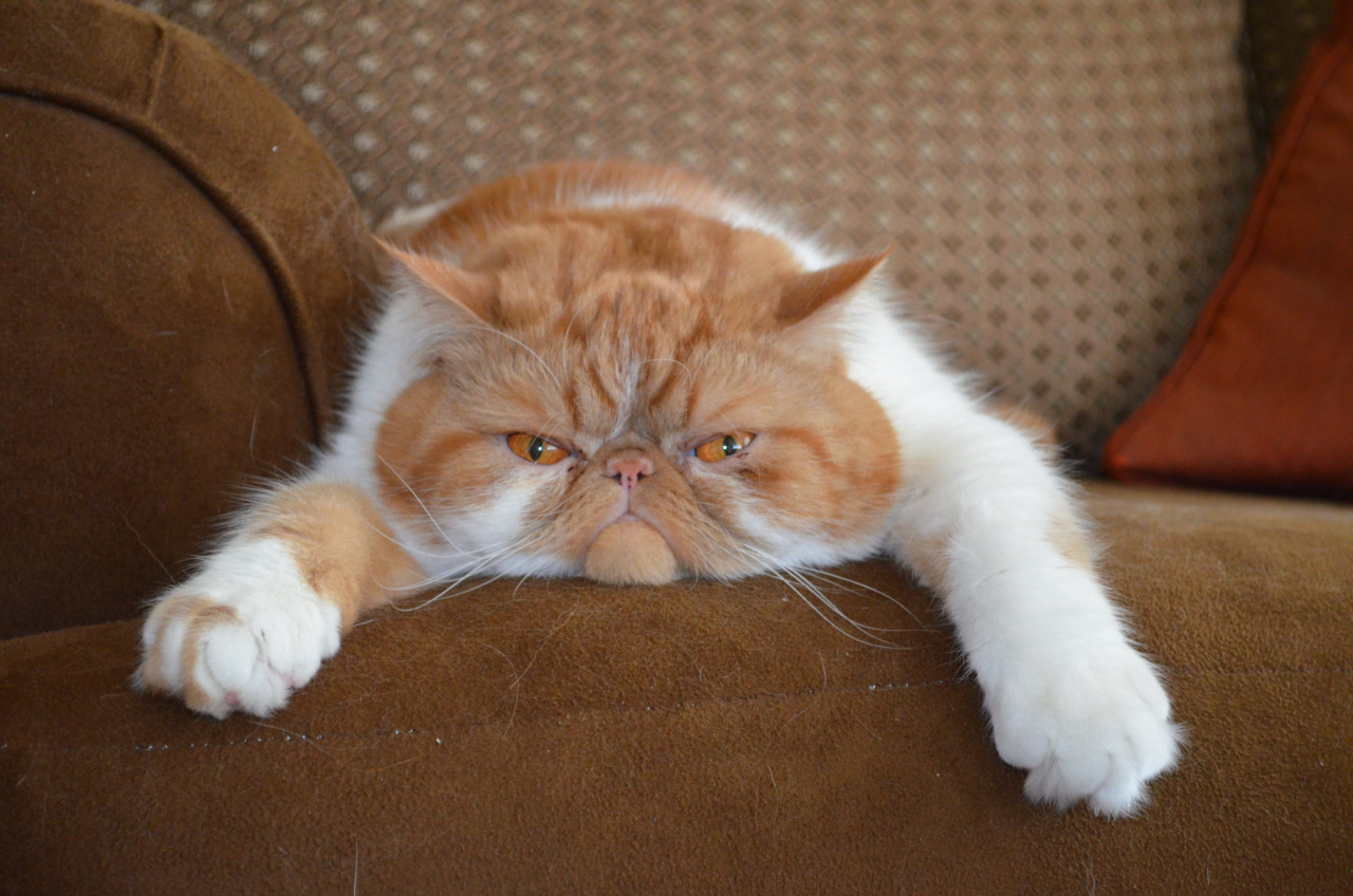 Exotic Shorthair.