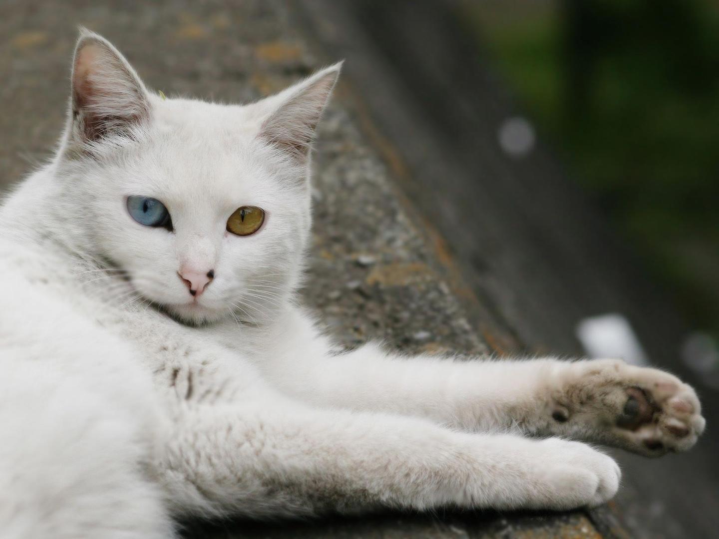 Turkish Angora.