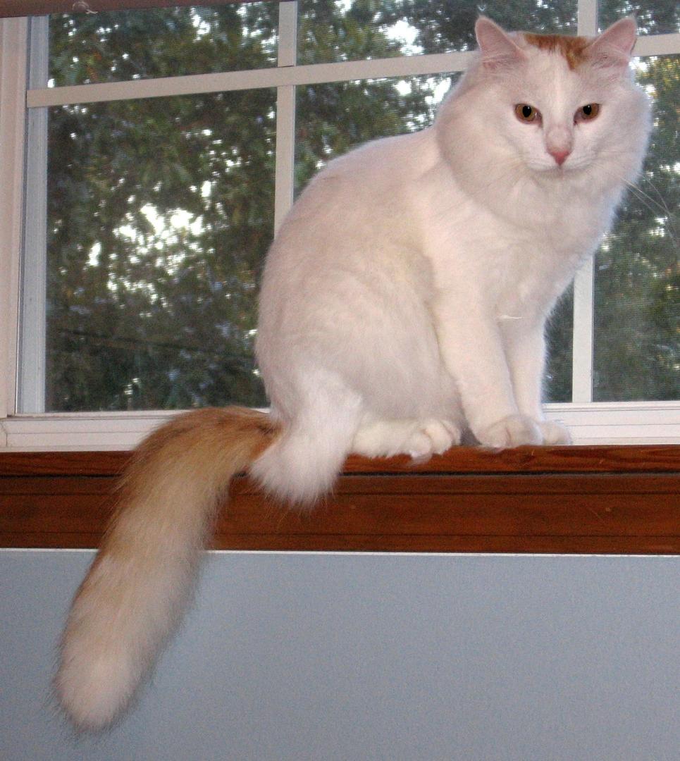 Turkish Van.