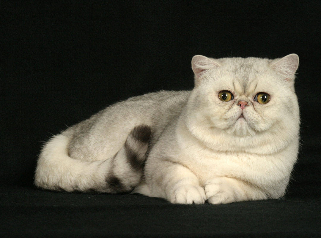 Exotic Shorthair.