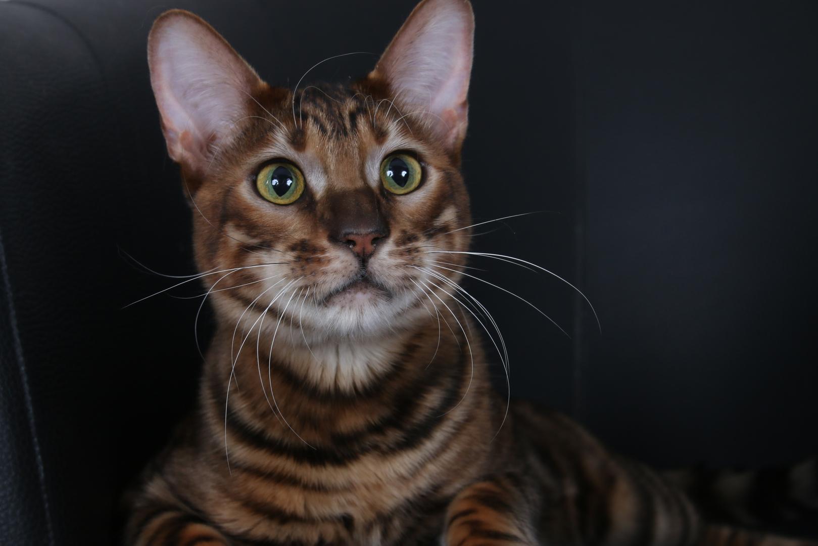 Toyger.