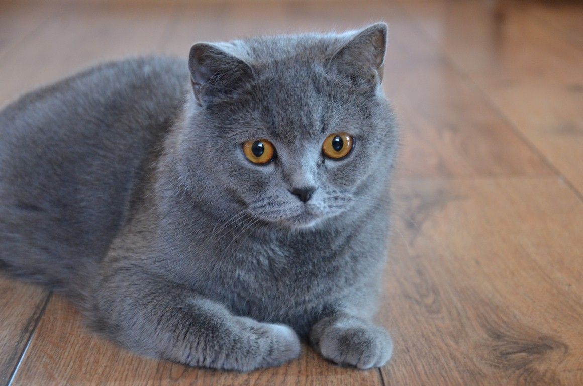 British Shorthair.