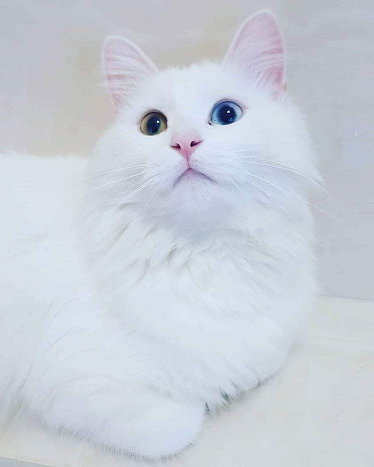 Turkish Angora.