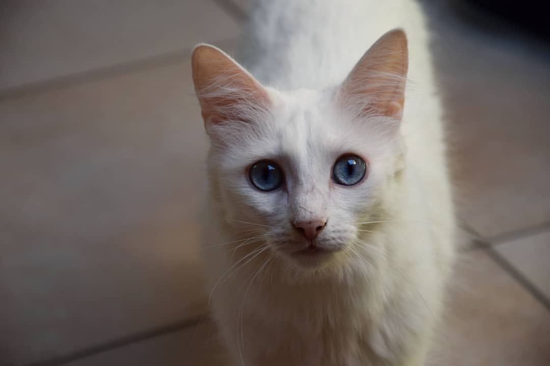 Turkish Angora.