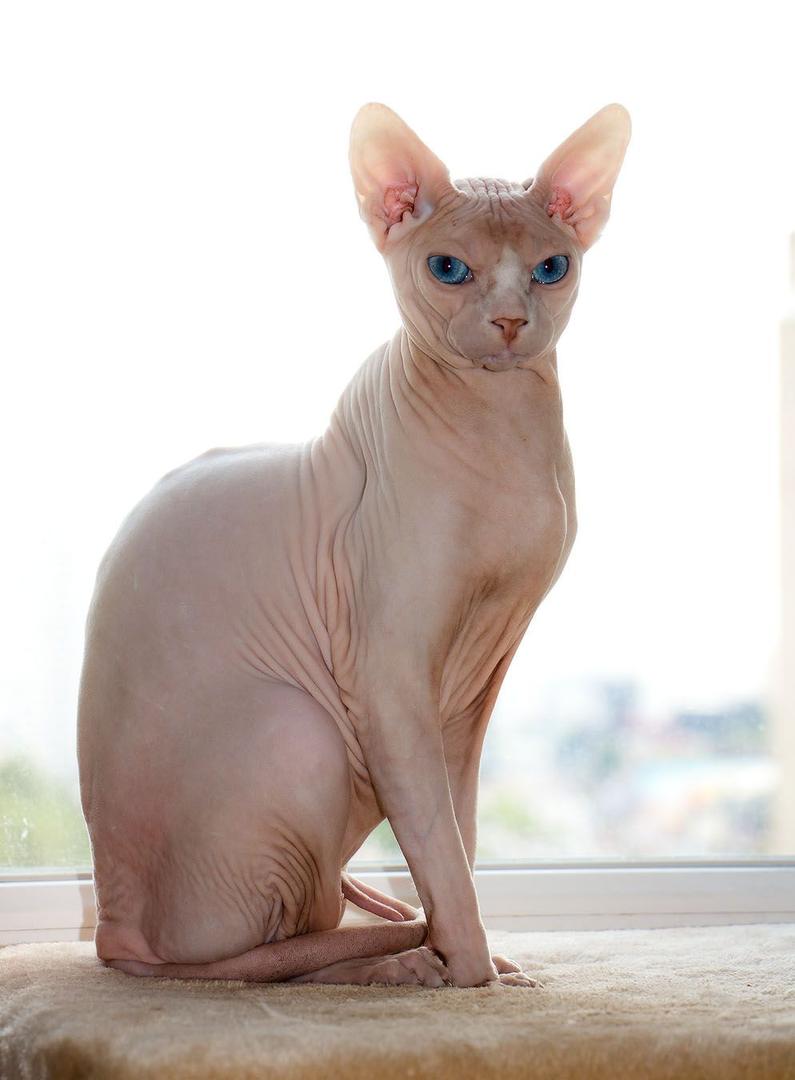 Sphynx.