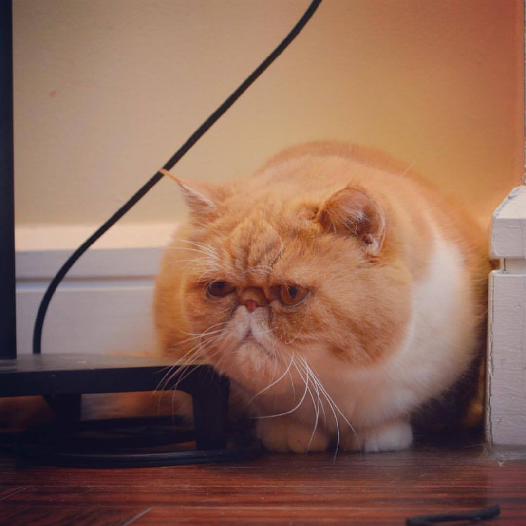 Exotic Shorthair.