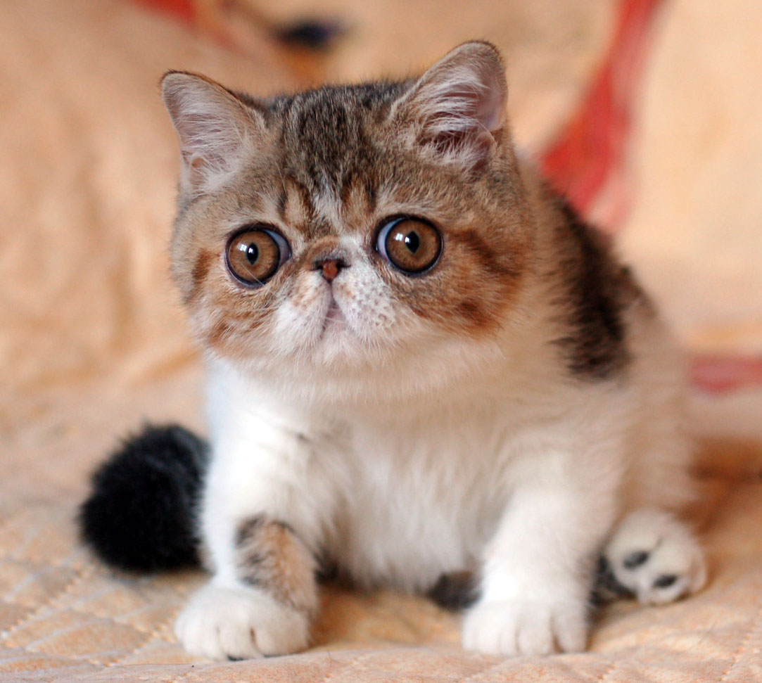 Exotic Shorthair.
