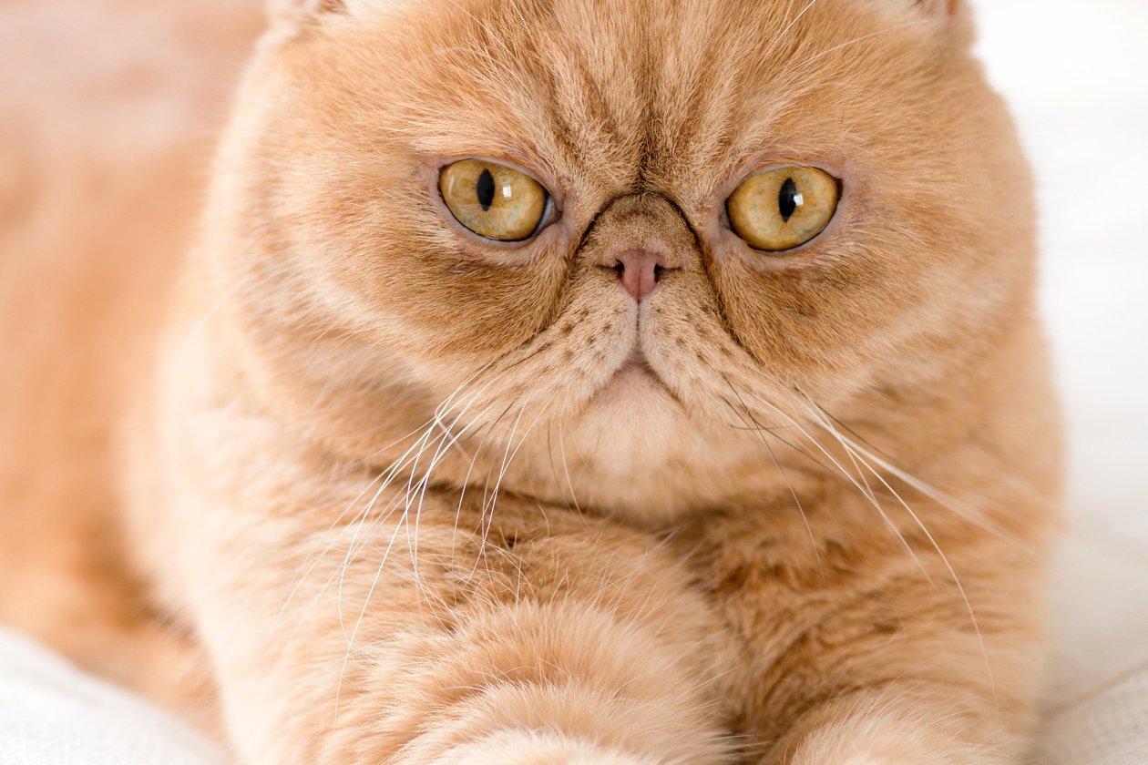 Exotic Shorthair.