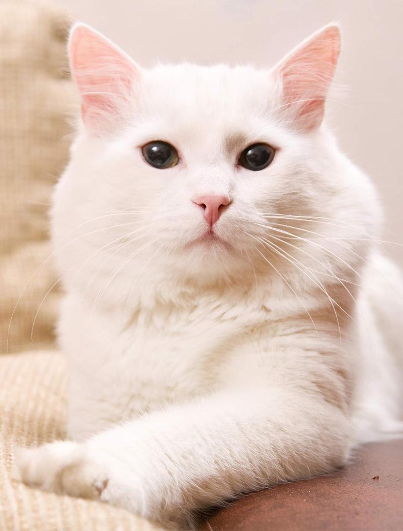 Turkish Angora.