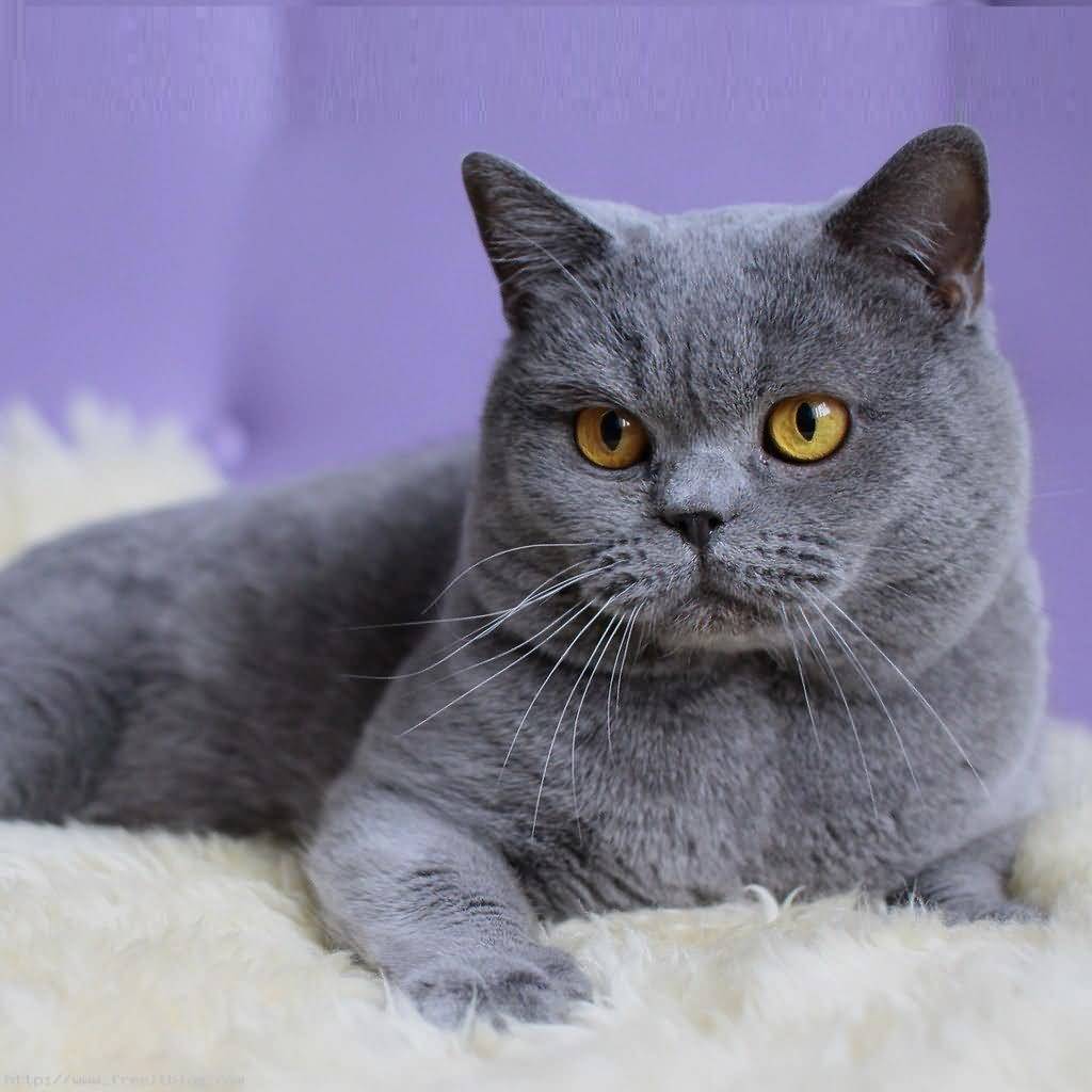 British Shorthair.