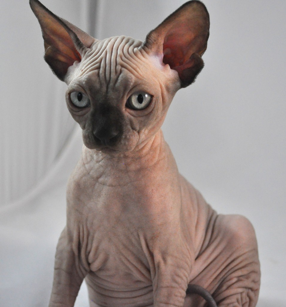 Sphynx.