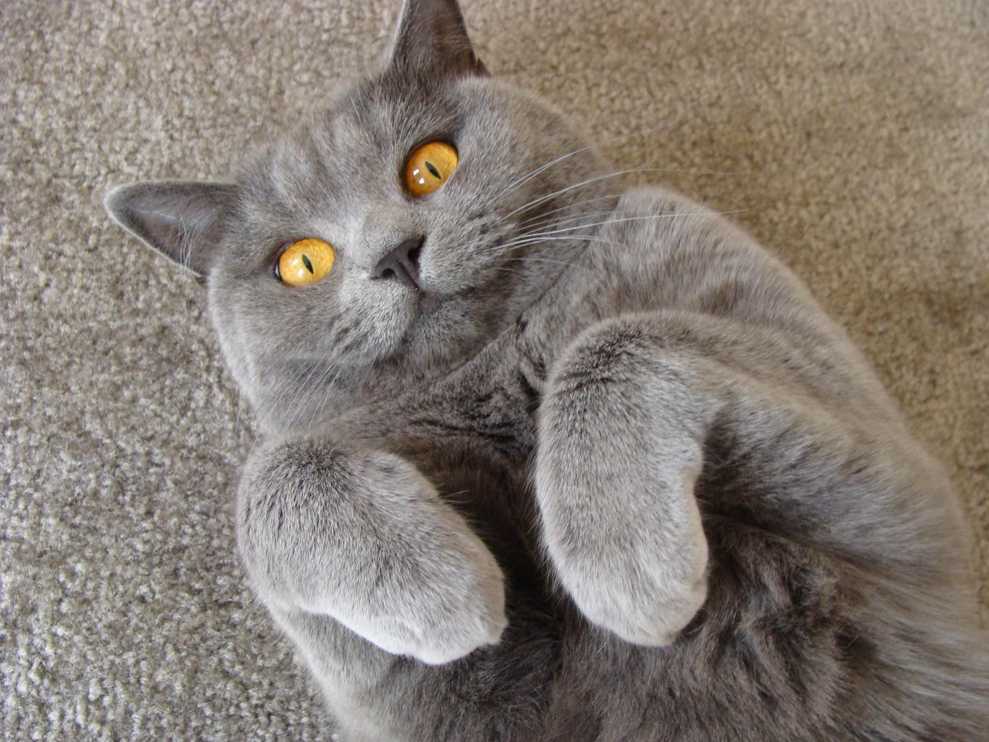 British Shorthair.