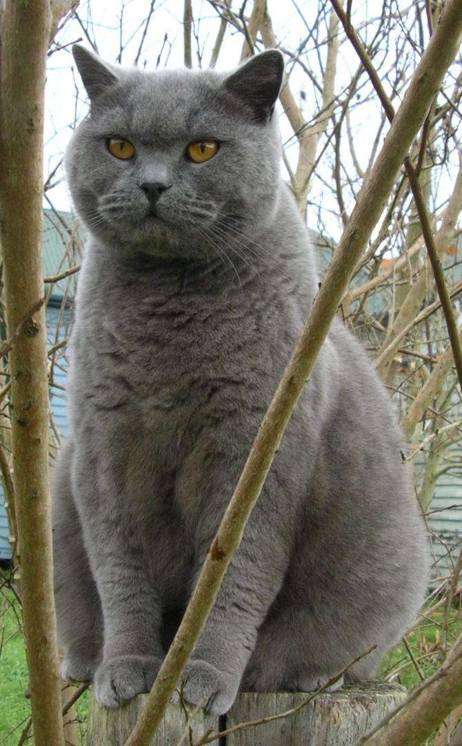 British Shorthair.