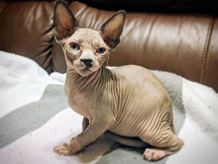 Sphynx.