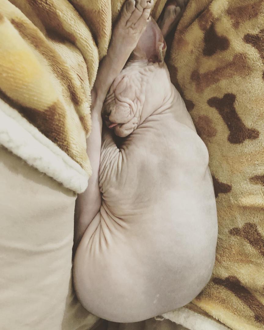 Sphynx.
