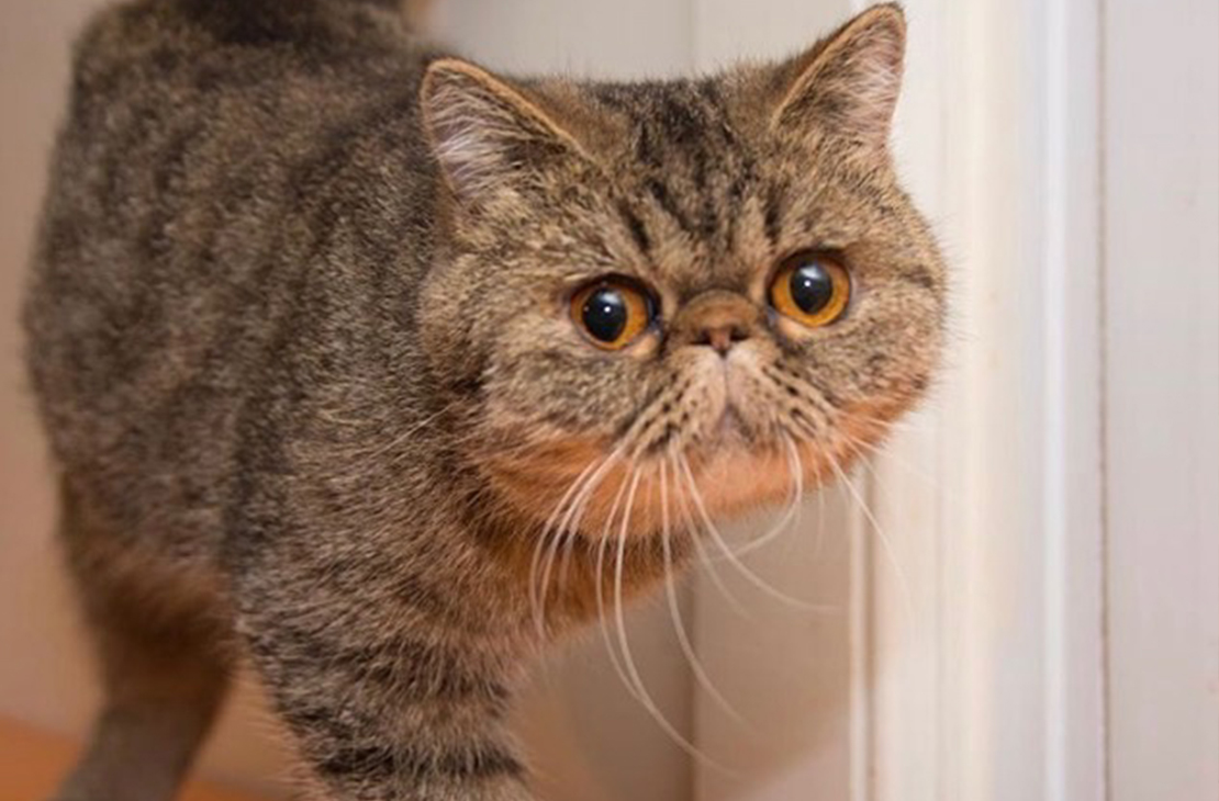 Exotic Shorthair.