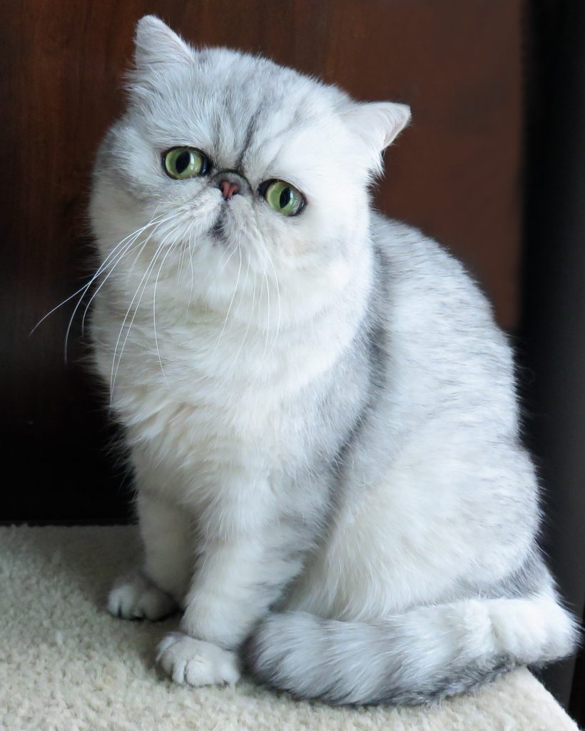 Exotic Shorthair.