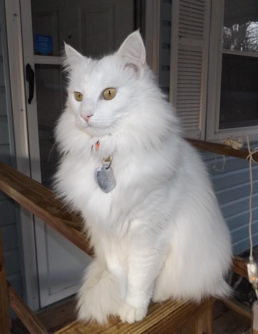 Turkish Angora.