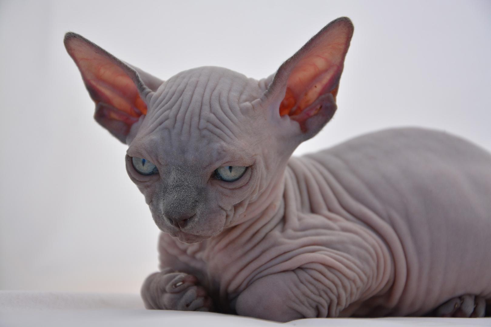Sphynx.