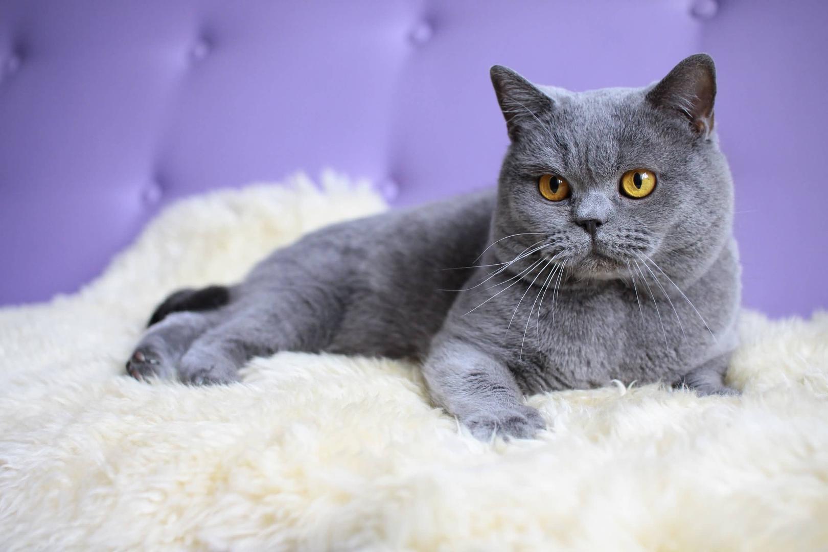 British Shorthair.