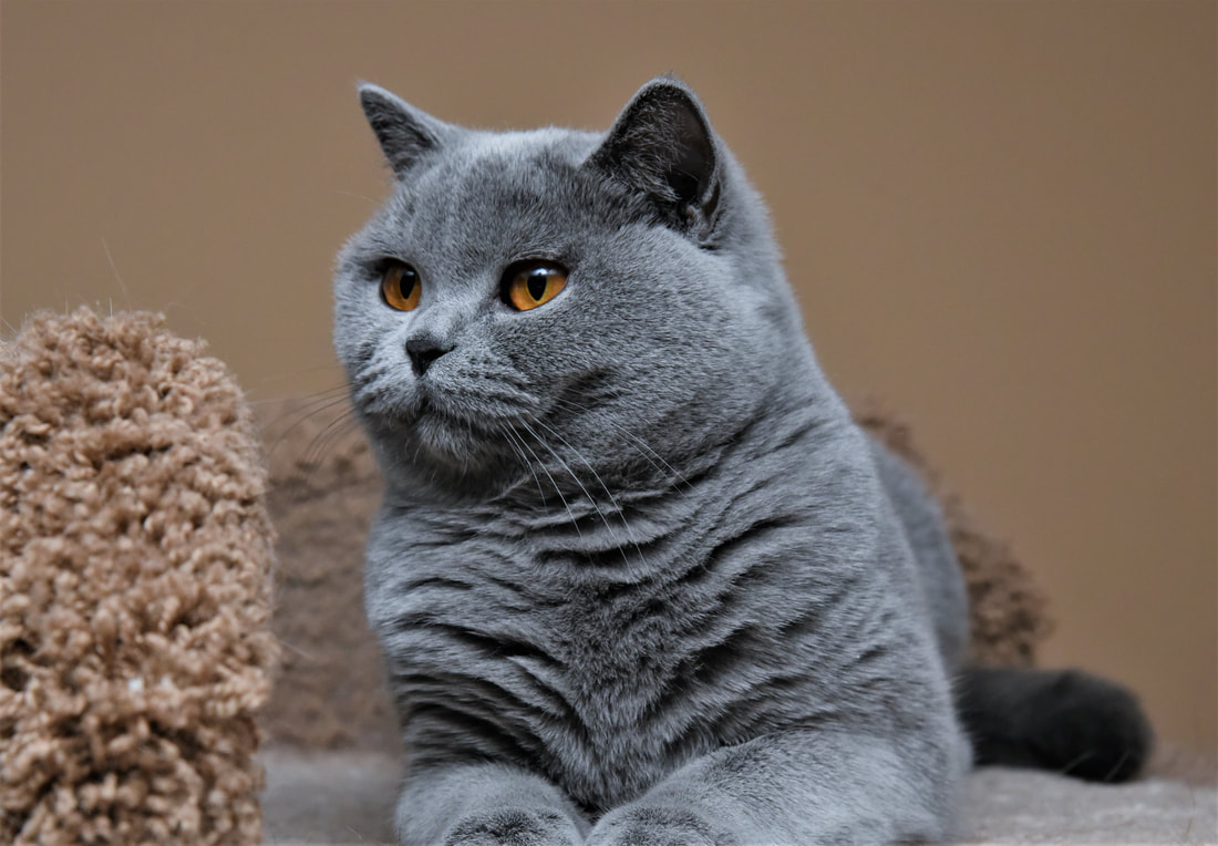 British Shorthair.