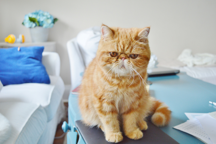 Exotic Shorthair.
