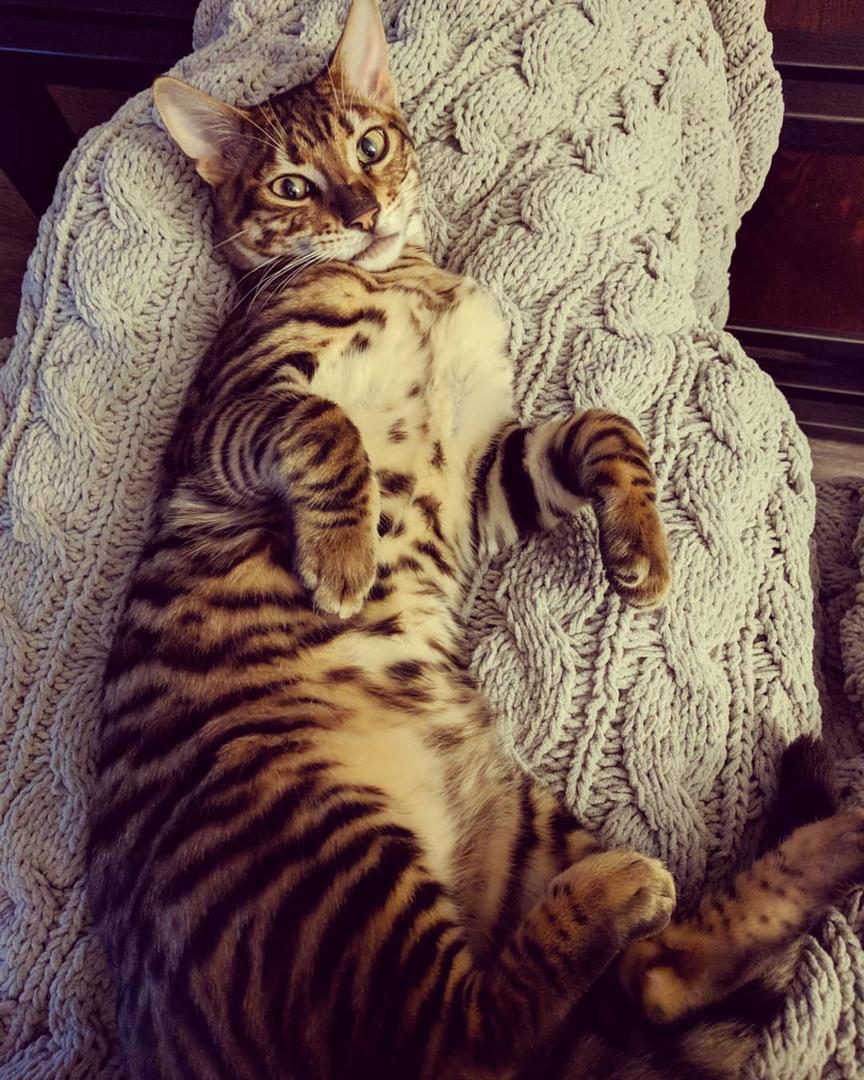 Toyger.