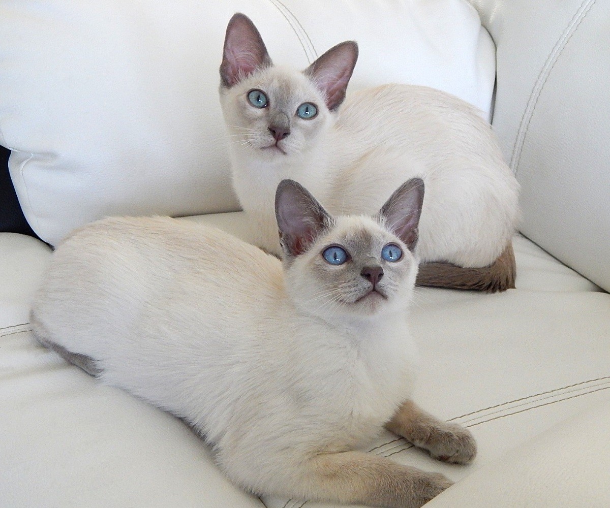 Tonkinese.