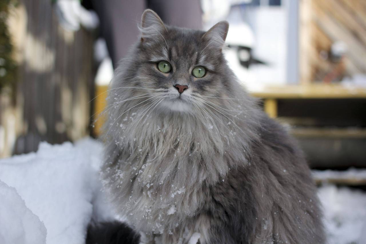 Siberian.