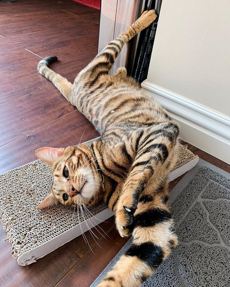Toyger.
