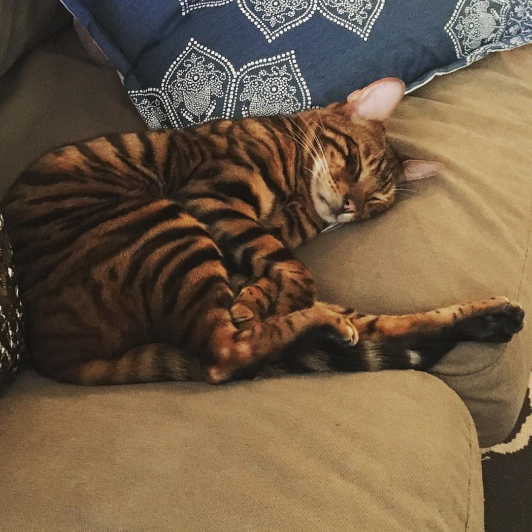 Toyger.