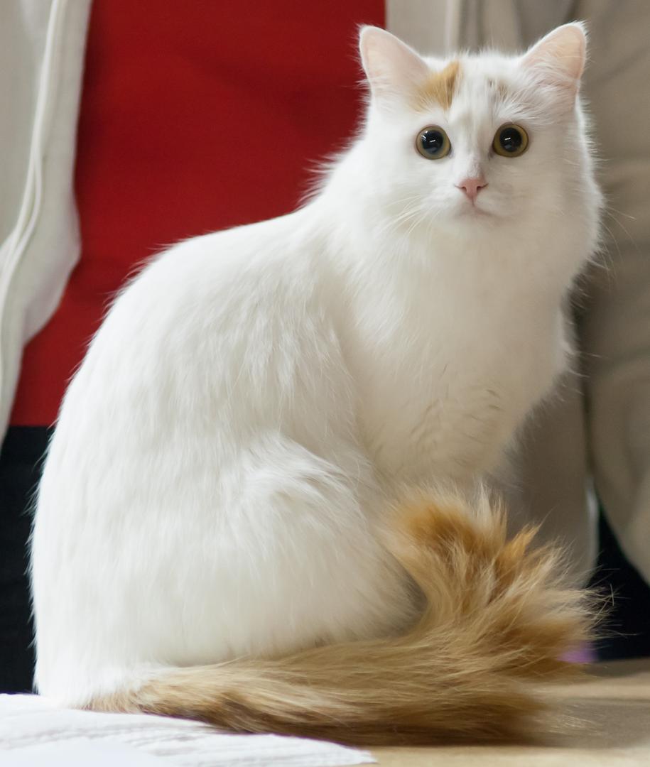 Turkish Van.