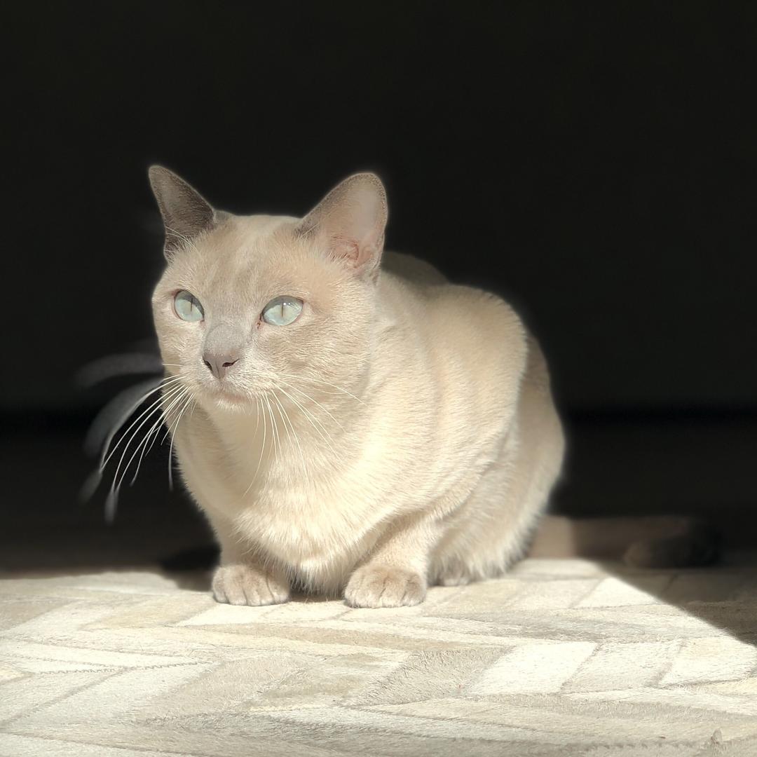 Tonkinese.