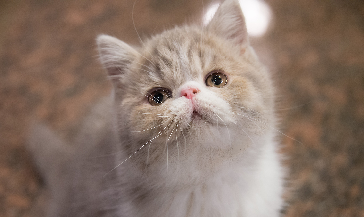 Exotic Shorthair.