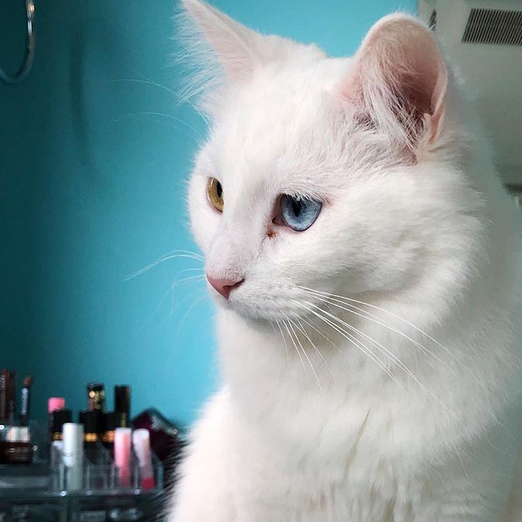 Turkish Angora.
