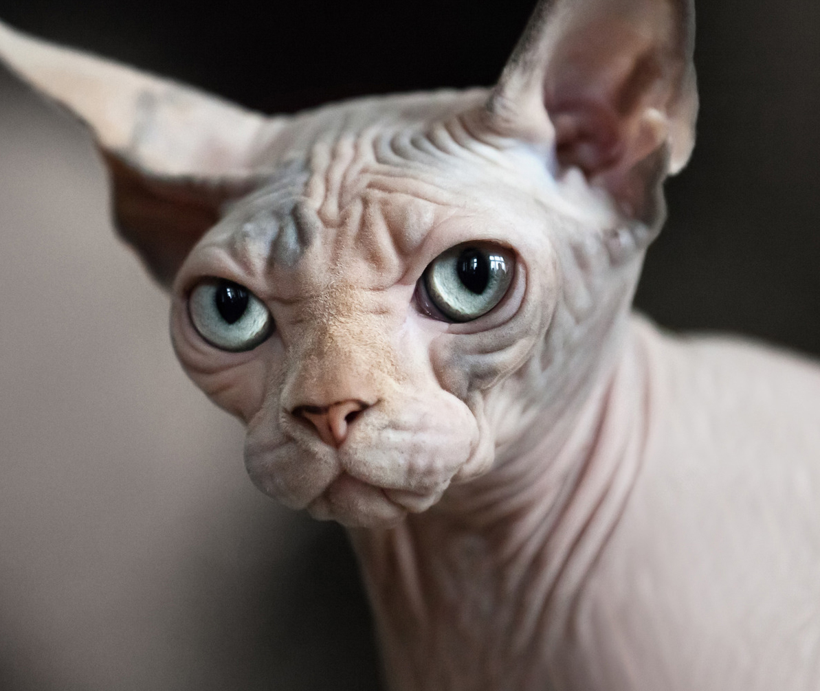 Sphynx.