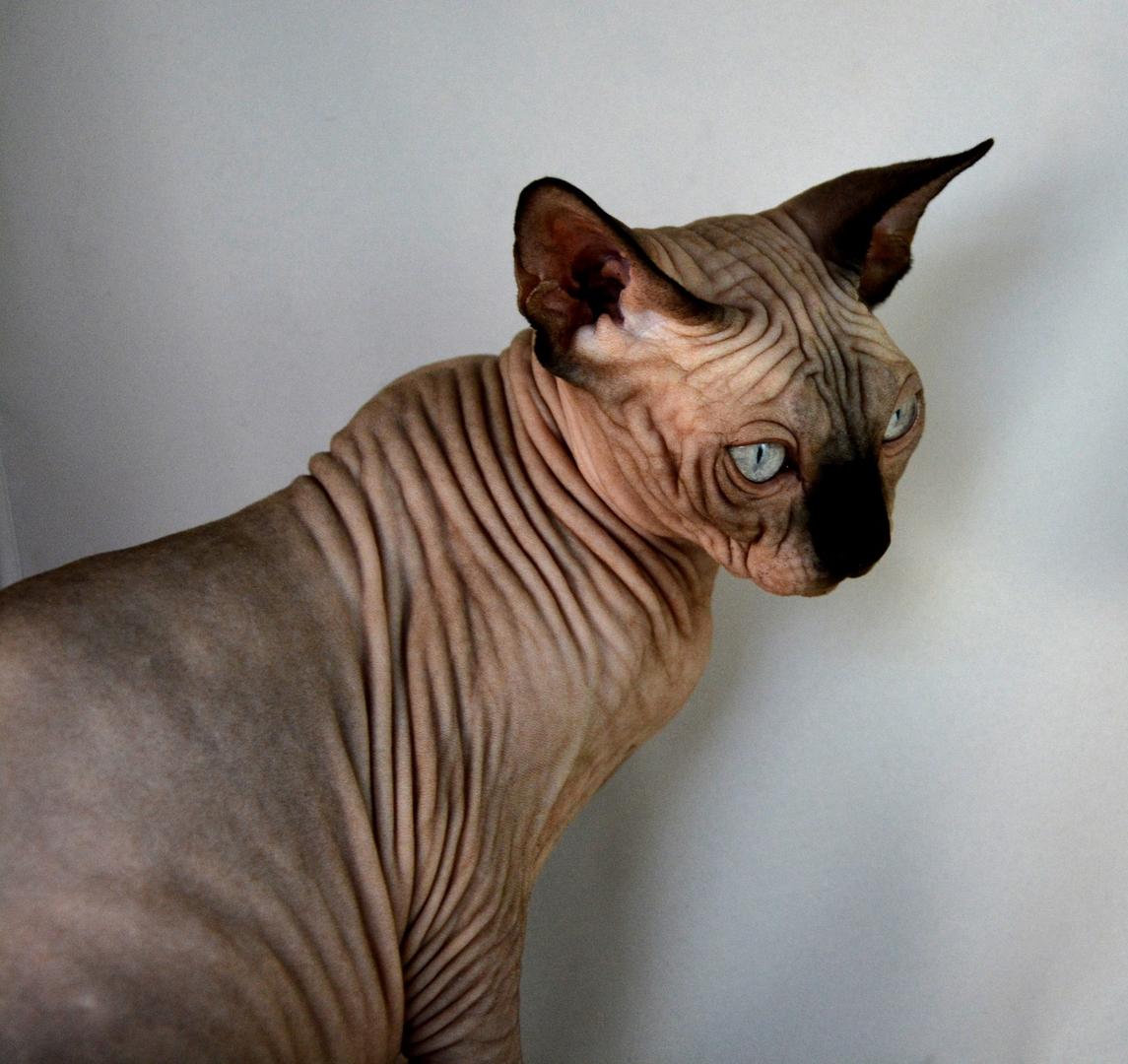 Sphynx.
