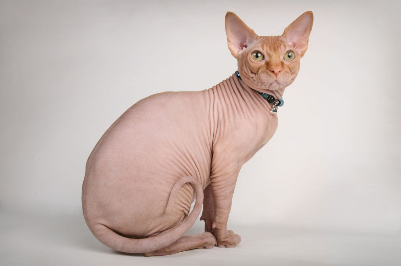Sphynx.