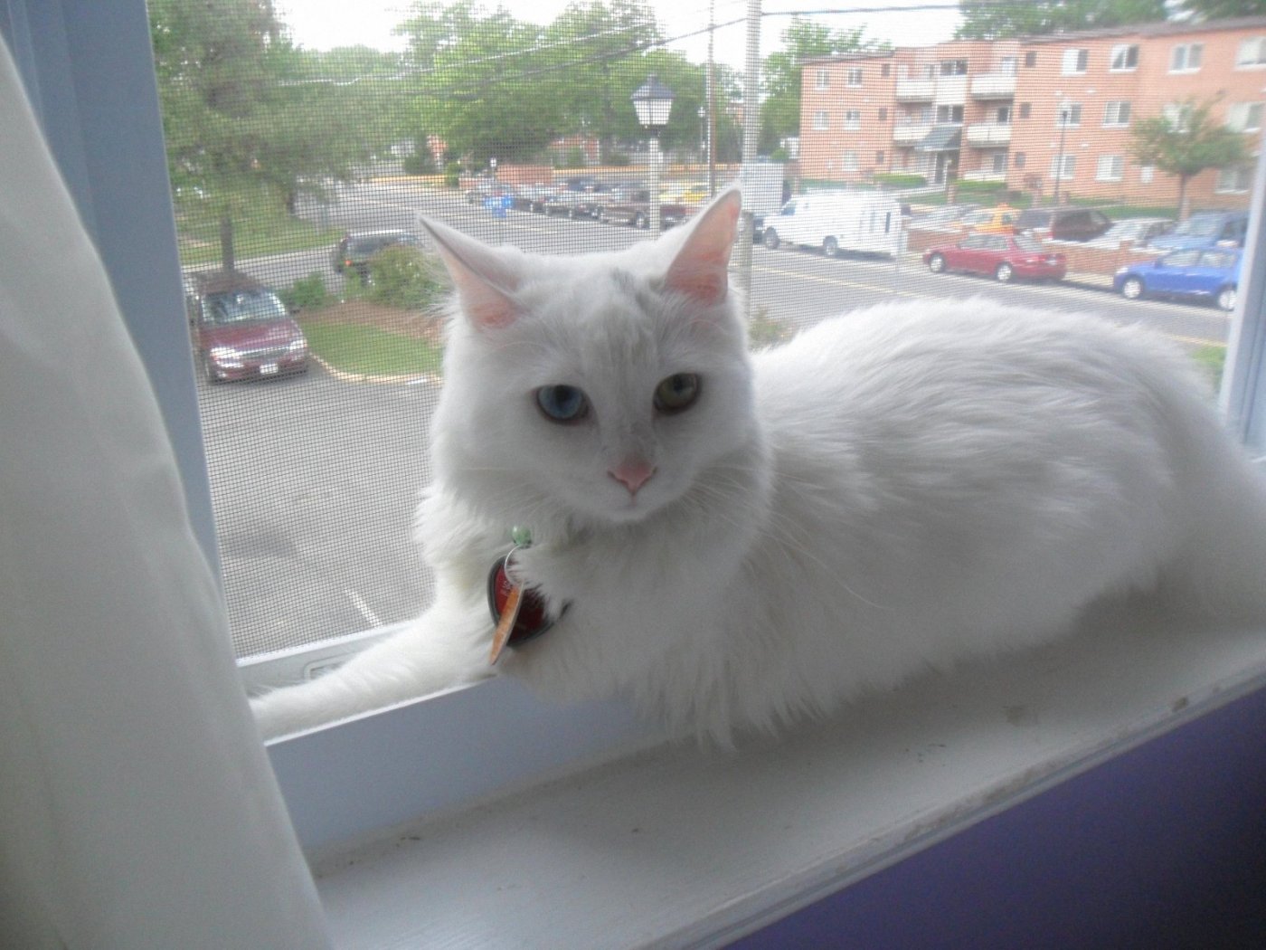 Turkish Angora.