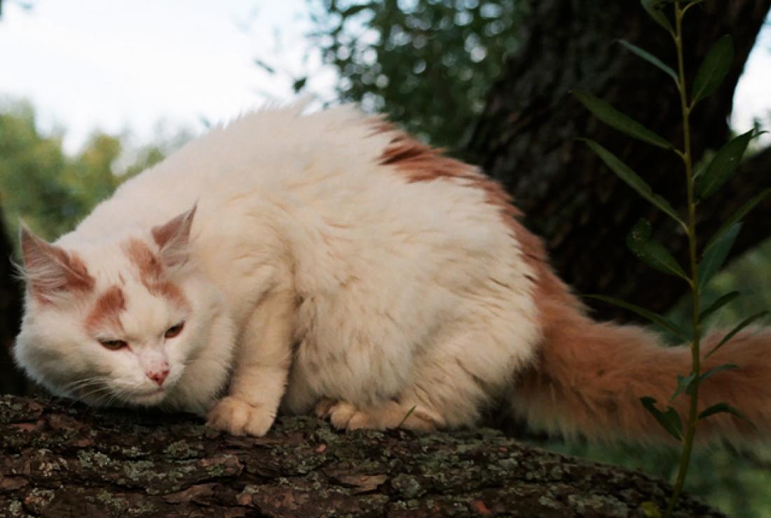 Turkish Angora.