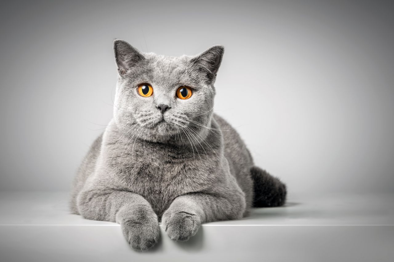 British Shorthair.