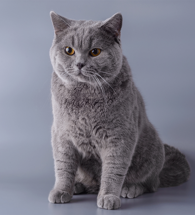 British Shorthair.