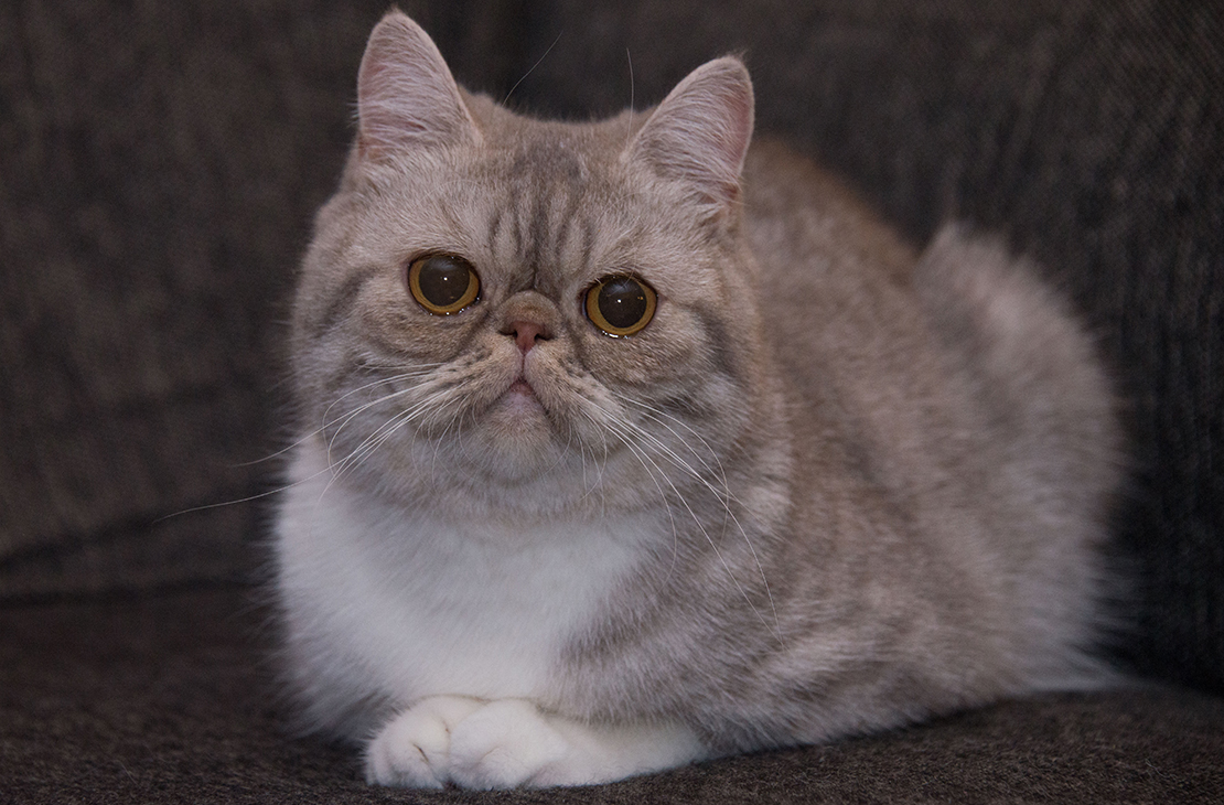 Exotic Shorthair.