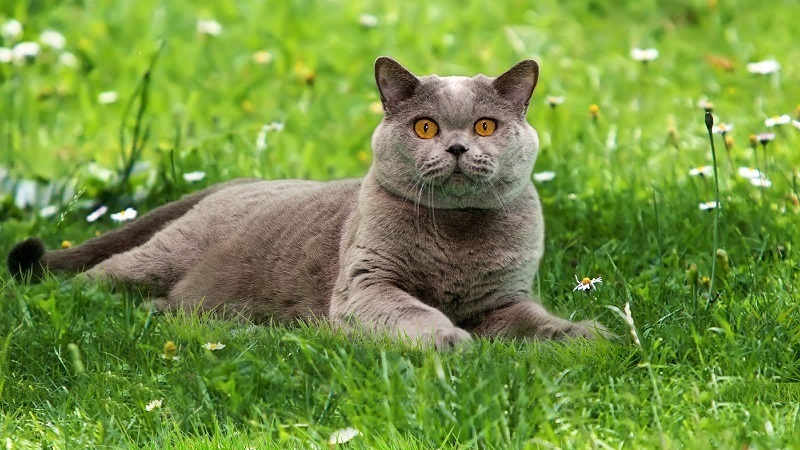 British Shorthair.