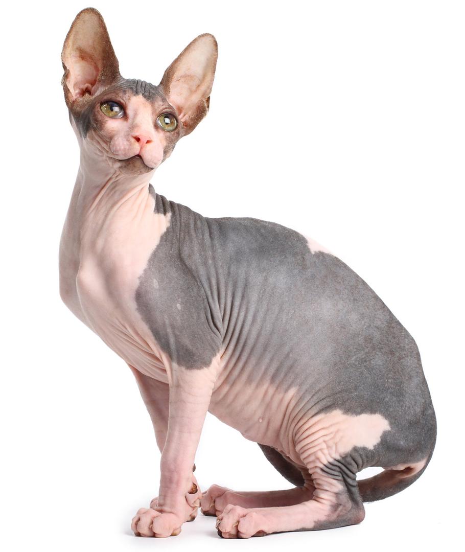 Sphynx.