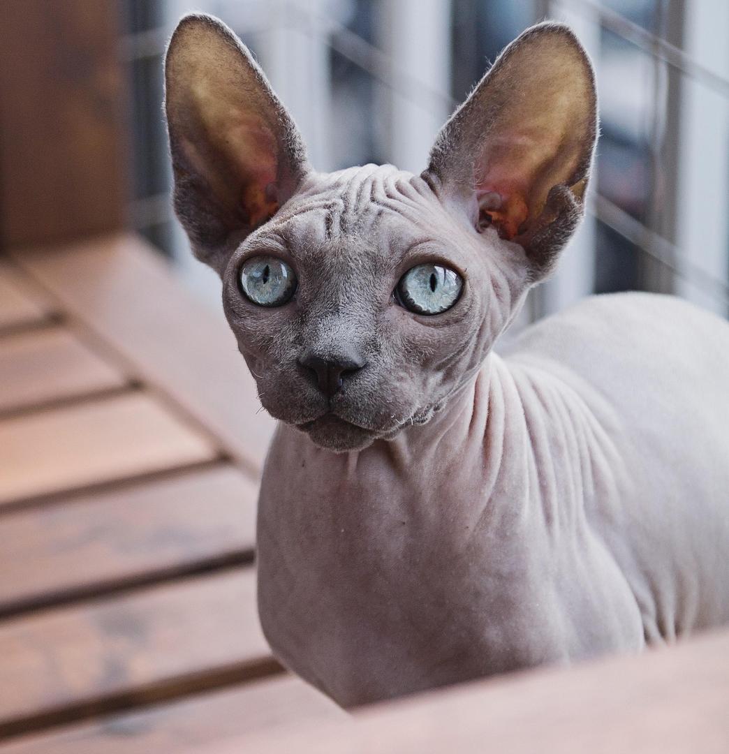 Sphynx.